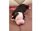Adopt Faith a Pit Bull Terrier