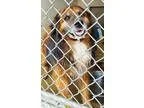 Adopt Smokey a German Shepherd Dog Chow Chow
