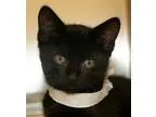 Adopt Bernie a All Black Domestic Shorthair  Mixed cat in Wichit