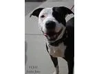 Adopt Princess a American Pit Bull Terrier  Mixed dog in Youngsv
