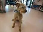 Adopt Philly a Welsh Terrier