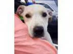 Adopt Joselyn - Adopted a Labrador Retriever