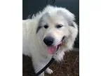 Adopt Mint a Great Pyrenees