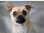 Adopt Reba- playful lovable Pug mix a Pug