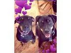 Adopt Tiffany a Black - with Tan Yellow or Fawn Rottweiler  Mixe