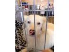 Adopt Jackson Rathbone a Spaniel