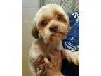 Adopt Anderson a Lhasa Apso