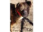 Adopt Titan a Boxer Labrador Retriever