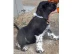 Adopt Bob - new pup a Great Pyrenees Poodle
