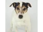 Adopt Spencer a Jack Russell Terrier