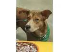 Adopt Sara a TanYellowFawn Husky  Mixed dog in Akron OH (1514902