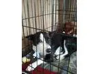 Adopt Oreo a Black - with White Border Collie  Terrier (Unknown 