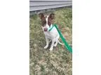 Adopt Stella - in Maine a Pit Bull Terrier