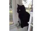 Adopt Buster a Domestic Short Hair-black