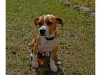 Adopt Nugget a Corgi Spaniel