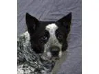 Adopt Walker a Australian Cattle Dog (Blue Heeler)