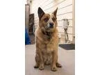 Adopt Cooper (COURTESY LISTING) a RedGoldenOrangeCh estnut Austr