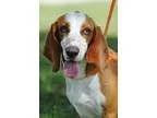 Adopt Red Molly a Basset Hound
