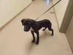 Adopt MCGEE a Pit Bull Terrier  Mixed dog in Rockford IL (152174