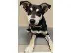 Adopt ADOPTED Darla (Oswego) a Shiba Inu