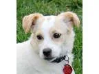 Adopt Crystal a White - with Tan Yellow or Fawn Spaniel (Unknown