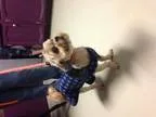 Adopt Hooti a TanYellowFawn Lhasa Apso  Mixed dog in Plano TX (1