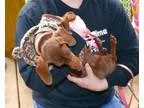 Adopt Tami Taylor a Dachshund