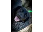 Adopt Yvonne a Border Collie Labrador Retriever