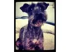 Adopt Kyser a Schnauzer