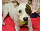 Adopt Shondra Shortcakes a White - with Brown or Chocolate Ameri