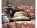 Adopt Isa a German Shepherd Dog