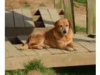 Adopt Divinity a RedGoldenOrangeCh estnut Labrador Retriever  Go