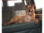 Commercial Driver (19002806) in El Cajon CA (5000 Sign On Bonus 