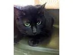 Adopt Scruffy a All Black Domestic Longhair (long coat) cat in N