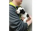 Adopt Mabel - in Maine a Boxer