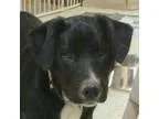 Adopt Molly-PUPPY a Labrador Retriever