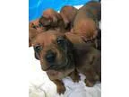 Adopt Redbone Coonhound Puppies a Redbone Coonhound  Mixed dog i