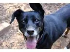 Adopt Allie a Black - with White Labrador Retriever  Shepherd (U