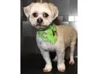 Adopt Chance a Shih Tzu Lhasa Apso