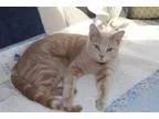 Adopt Tater a Labrador Retriever