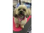 Adopt Sally a Lhasa Apso