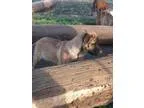 Adopt LOKI - LOST - 20th and Youngfield a German Shepherd Dog