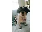 Adopt Caden a Lhasa Apso