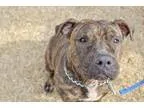 Adopt Eeyore a Pit Bull Terrier