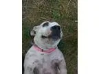 Adopt BeBe a White - with Black Bull Terrier  Basset Hound  Mixe