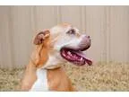 Adopt Diesel a Pit Bull Terrier