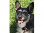 Adopt Ricky a Welsh Corgi Terrier