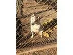 Adopt Cassie a Pit Bull Terrier