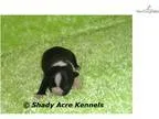 AKC Tommy-GA- We offer delivery