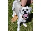 Adopt Bob a Lhasa Apso